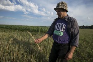 Klęska suszy na podlaskich polach