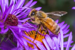 Holenderskie pszczoły potrafią wykryć koronawirusa