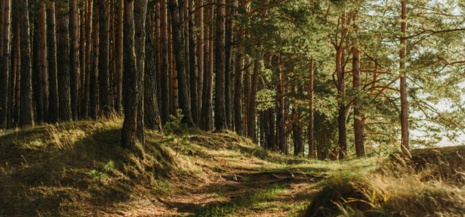 Rząd przyjął zmiany w ustawie o lasach