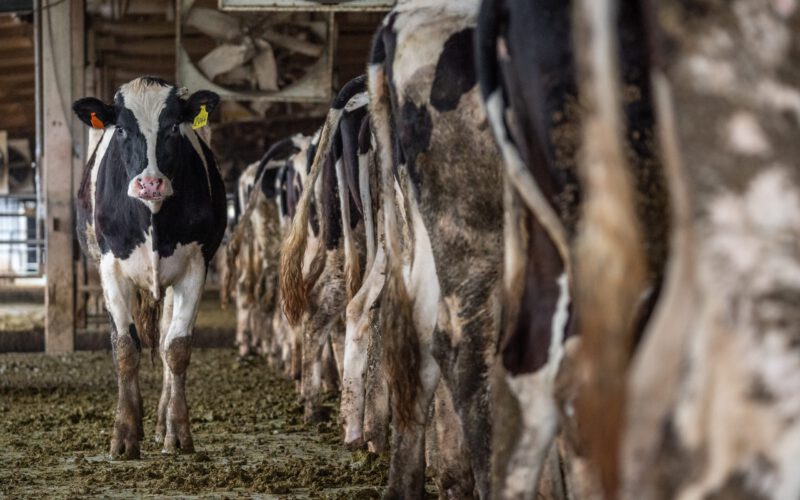 Produkcja mięsa źródłem gazów cieplarnianych