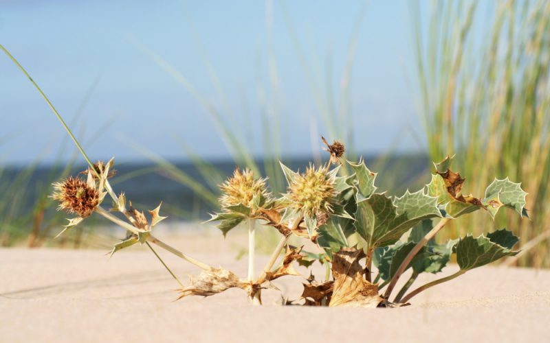 Nie ma już dzikich plaż