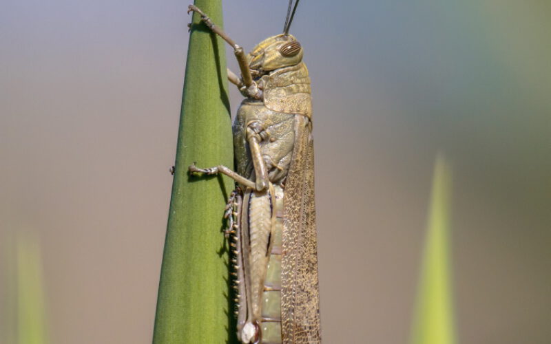 Pożrą ostatni skrawek zieleni